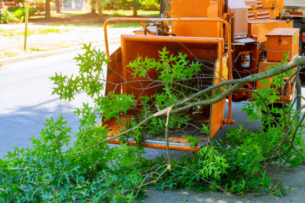 Tree Root Removal in Beacon, NY